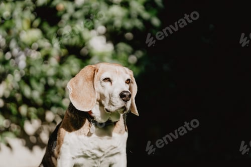 Preview: Cute beagle on lawn in yard