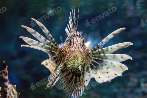 Preview: Beautiful lion fish hovering in mid water hunting for small prey