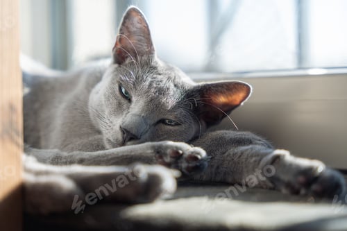 Preview: Pedigree cat Russian Blue lying on the window sill and looking at the camera.