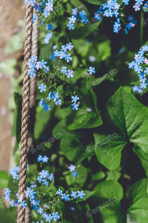Preview: Top view of forget-me-nots near to country road