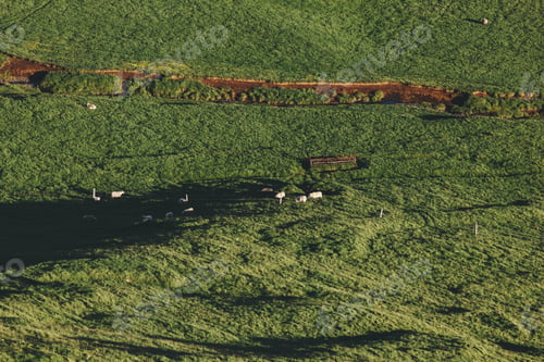 Preview: aerial view of sheep grazing in beautiful green meadow in Iceland