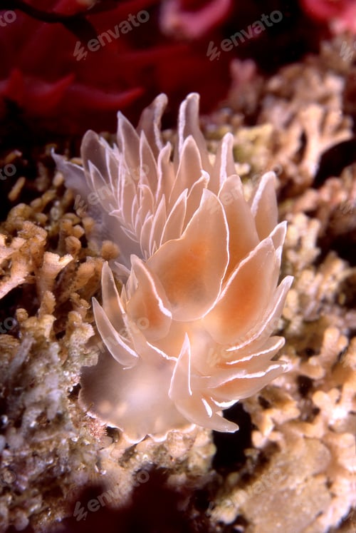 Preview: Alabaster Nudibranch