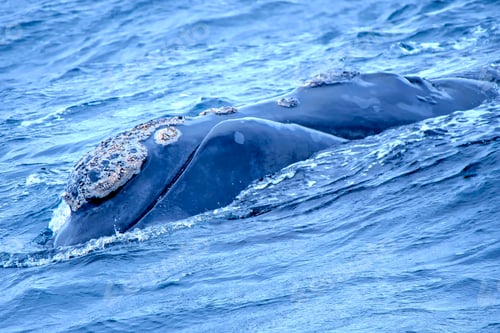 Preview: Southern Right Whale, Gansbaai, Western Cape, South Africa