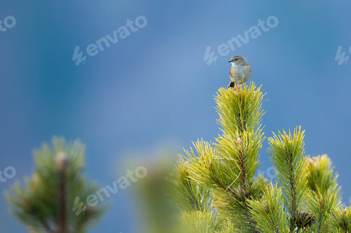 Preview: Dunnock sitting on a pine branch in mountains with hillside in background