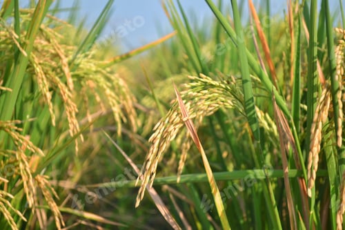 Preview: Ear of rice
