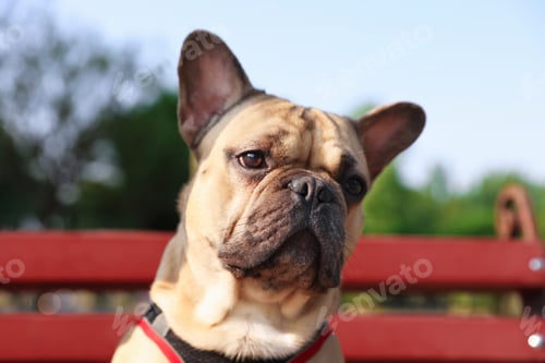 Preview: Adorable pet. Cute French bulldog on bench in park, closeup