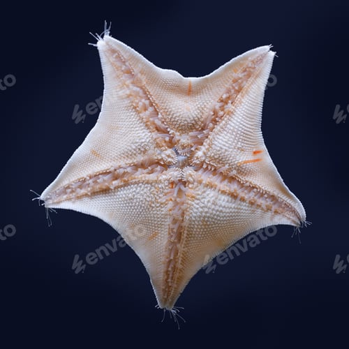 Preview: Blue bat star underside