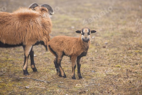 Preview: Brown goat and its calf grazing on a rural dry field