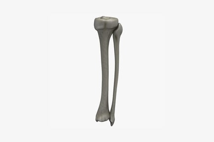 Preview: Femur anterior view with flexed knee