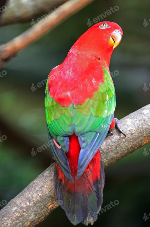 Preview: Lorikeet