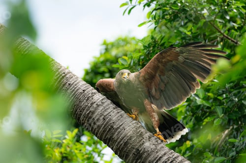 Preview: Harris hawk is resting in the trees