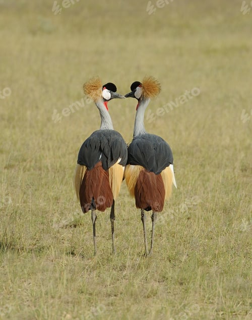 Preview: Crowned crane