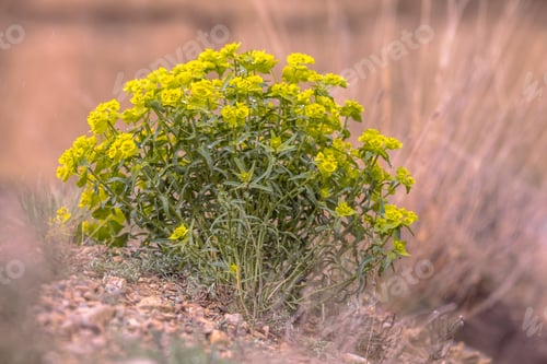 Preview: Serrated spurge plant