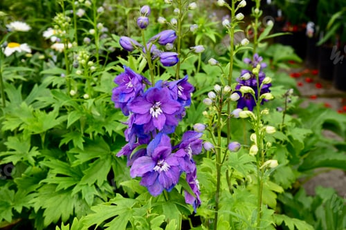 Preview: Close-up of 'Dark Blue, white Bee' Delphinium Magic Fountain flower.