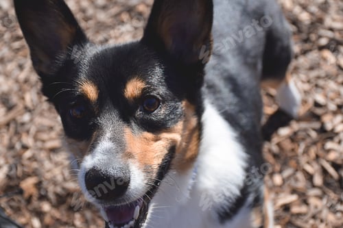 Preview: Closeup portrait of a dog that looks like Jack Russel Terrier