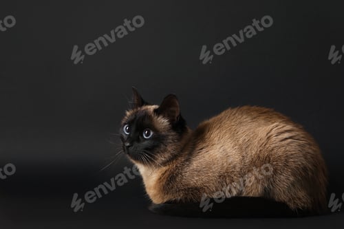 Preview: Adorable Thai cat on black background. Space for text