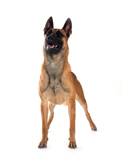 Preview: malinois in studio