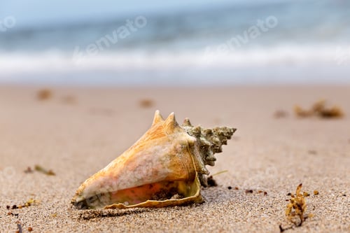Preview: Closeup of tropical colorful sea shell on the beach at summer time, Florida