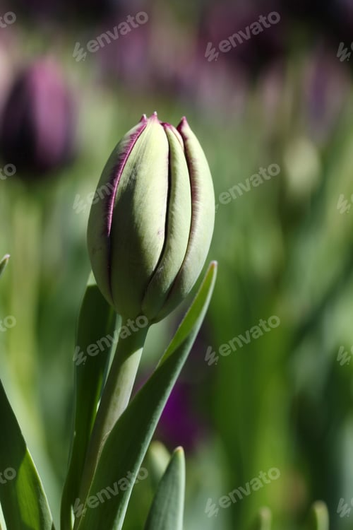 Preview: Tulip