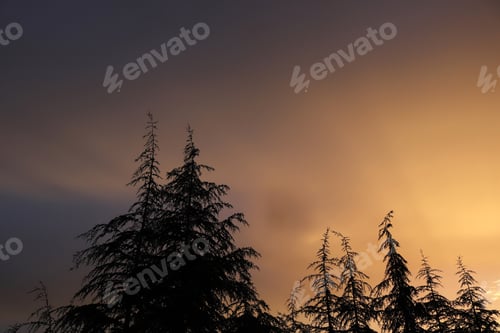 Preview: sunset silhouette pine trees in the sky