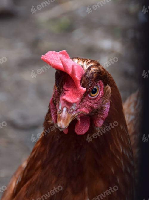 Preview: Closeup portrait of a brown free range roaming chicken on a farm
