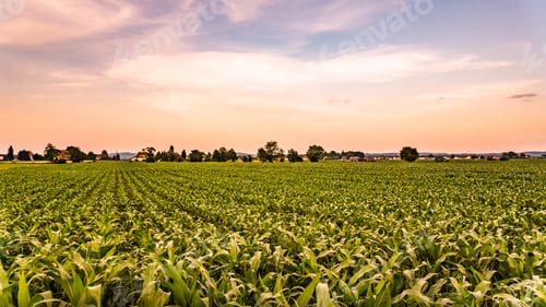 Preview: Corn field in sunset - maize
