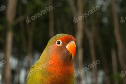 Preview: lovebirds, lover bird, lovely