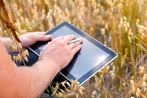 Preview: Closeup of young farmer's hands holding a tablet. Checking the progress of the harvest at the gold o