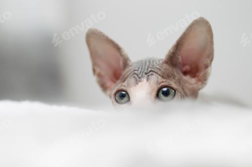Preview: Sphynx kitten peeking