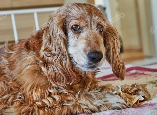 Preview: Adorable Red Cocker Spaniel Dog Eating a Pig's Ear While Lying on a Bed