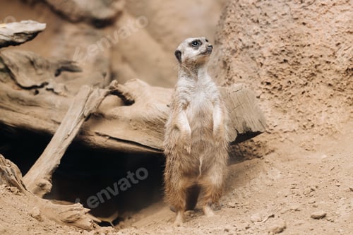 Preview: Suricata standing on its hind legs in loro Park, Puerto de La Cruz, Santa Cruz de Tenerife, Canary