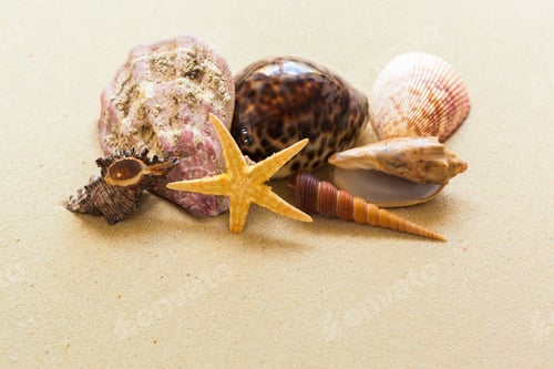 Preview: Seashells on the beach sand
