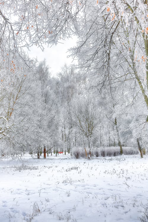 Preview: Incredible landscape with snow-covered trees in the city park.