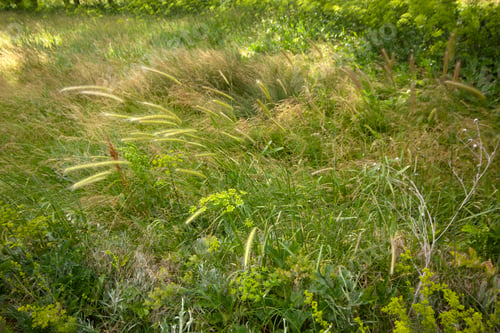 Preview: Various plants in spring. Green area.