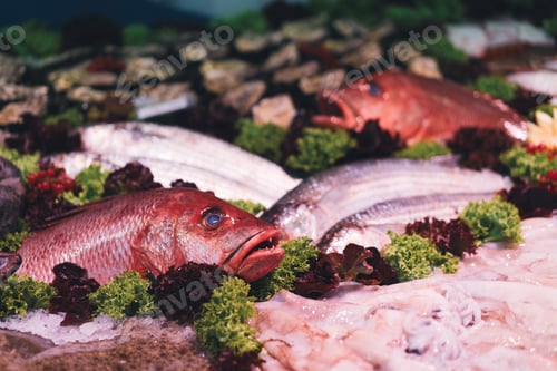 Preview: Red snapper fish displayed with greens at seafood market