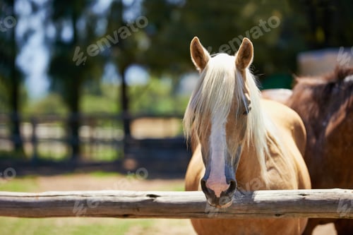Preview: From under a flaxen forelock