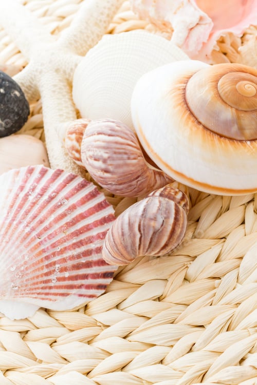 Preview: Sea shells
