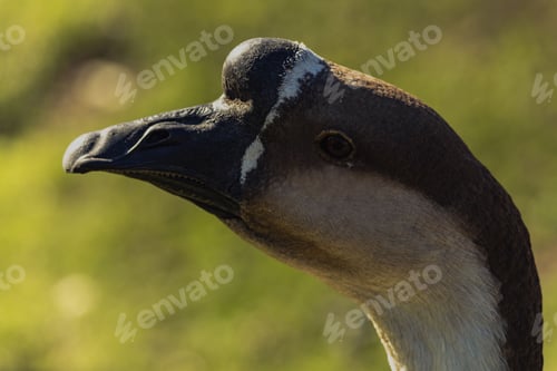Preview: Closeup of the head of a goose on a blurred background