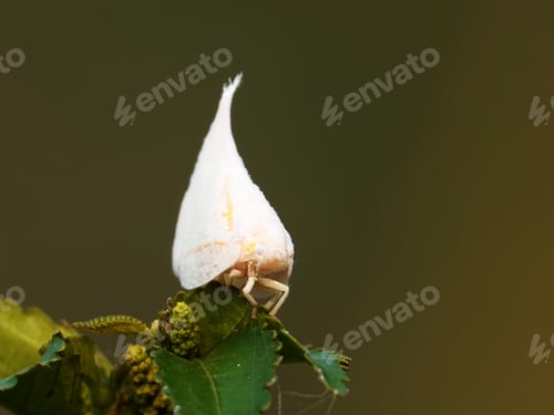 Preview: a white bug sits on top of leaves on a plant