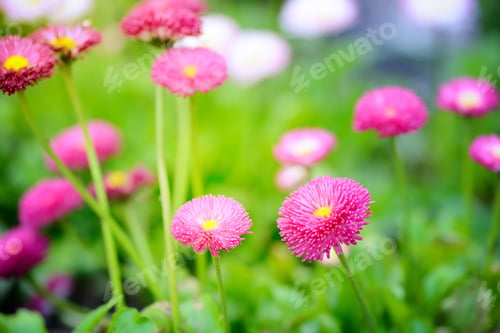 Preview: Beautiful marguerite flowers, outdoors