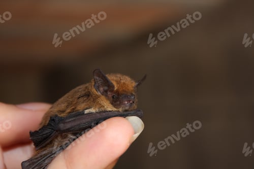 Preview: Baby Bat