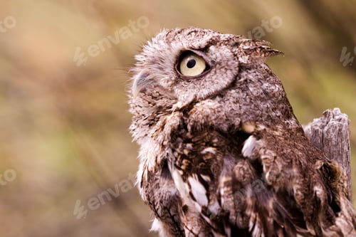 Preview: Western Screech Owl