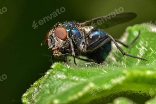 Preview: Fly rests atop a bright green plant leaf, with its eyes closed in peaceful slumber