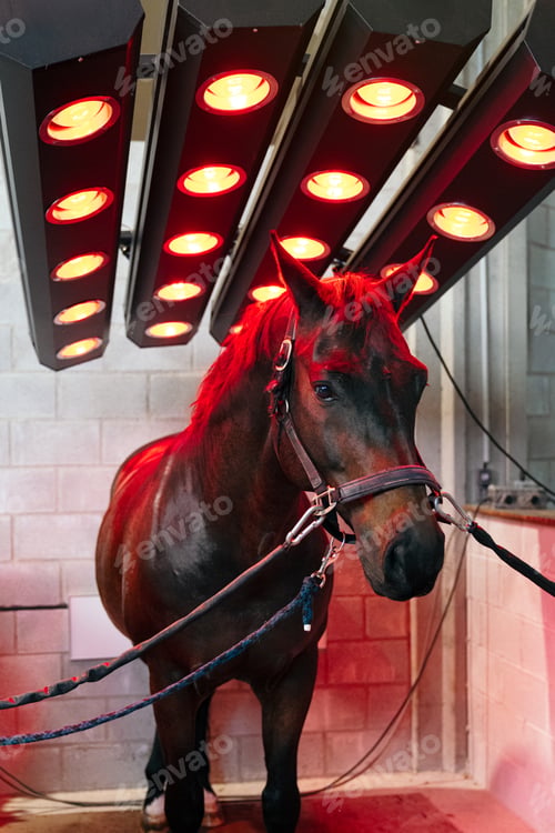 Preview: Equine Recovery Using Infrared Heat Under Red Light Therapy Lamps