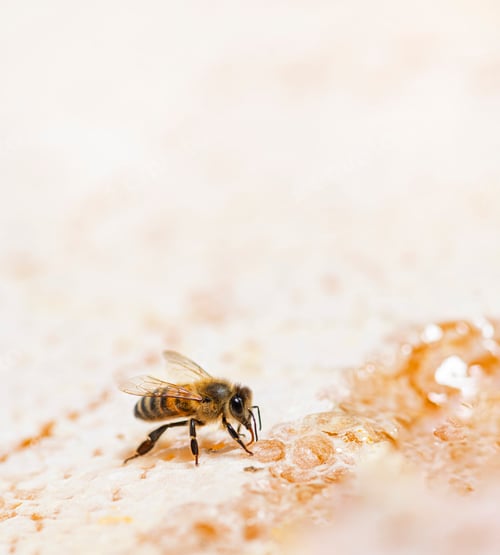 Preview: Honey bee eating honey on the frame of a hive where wax remains, isolated on a white background