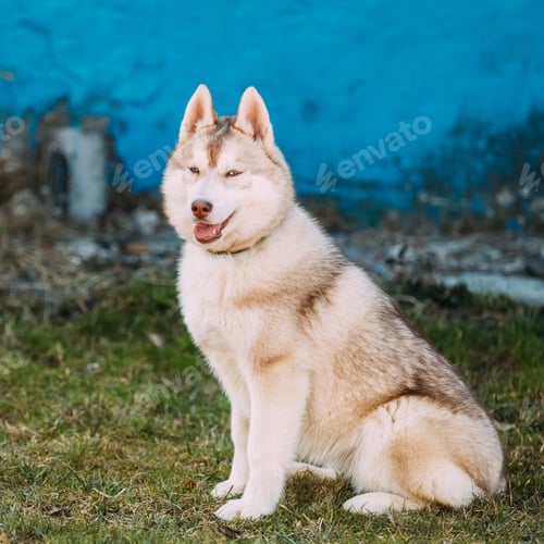 Preview: Young Funny White Husky Puppy Dog With Blue Eyes Play Outdoor