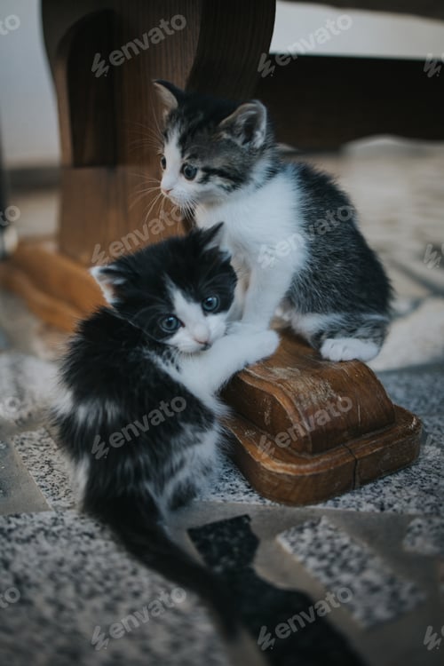 Preview: Vertical shot of cute fluffy cats staring with their eyes on a blurred background