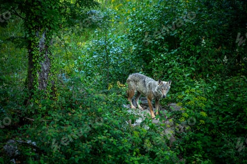 Preview: Canis lupus italicus (subspecies of the gray wolf, Canis lupus).
