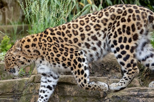 Vista previa: Closeup of the leopard. Side view.