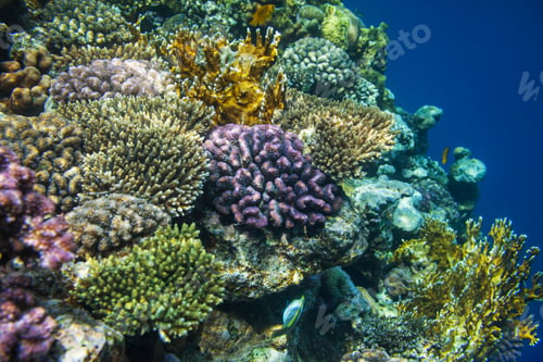 Preview: Coral reef
